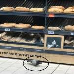 Гълъб в Кауфланд