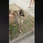 Жестокост над куче