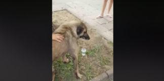 Жестокост над куче