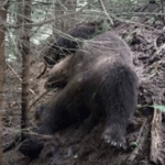 Кафява мечка