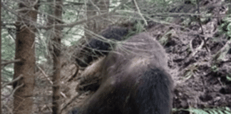 Кафява мечка