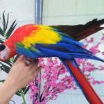 Изложба на папагали и пеперуди