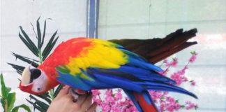 Изложба на папагали и пеперуди