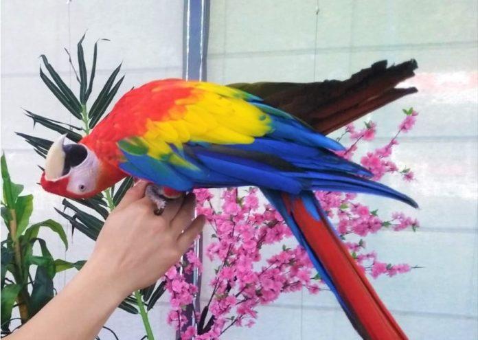 Изложба на папагали и пеперуди