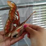 Изложба на папагали и пеперуди