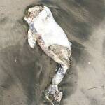 Обезглавен делфин