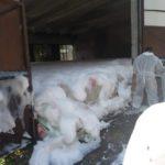 Умъртвяване на прасета