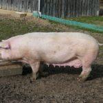 Прасе. Снимка: Wikimedia Commons