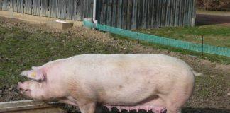 Прасе. Снимка: Wikimedia Commons