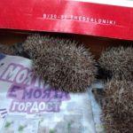 Таралежите. Снимка: РИОСВ - Русе