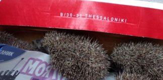 Таралежите. Снимка: РИОСВ - Русе