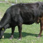 Илюстрация. Снимка: Wikimedia Commons, Антон Лефтеров