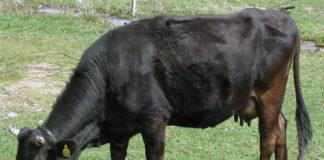 Илюстрация. Снимка: Wikimedia Commons, Антон Лефтеров