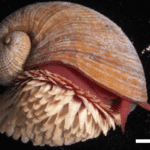 Chrysomallon squamiferum. Снимка Wikimedia Commons