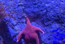 Морска звезда. Снимка: Twitter, あかり(AKARI)