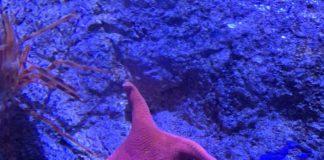 Морска звезда. Снимка: Twitter, あかり(AKARI)