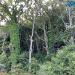 IMG 20190724 175229474 HDR