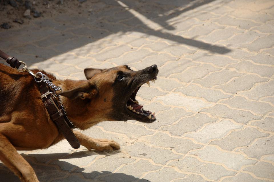 45-годишна жена е била нахапана от куче в парк Арпезос-север“