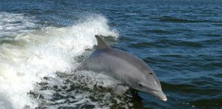 Афала. Снимка: Wikimedia Commons