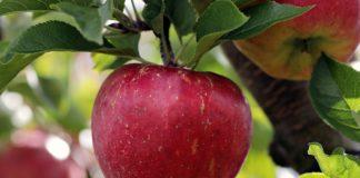 Илюстративна снимка: Пиксабей