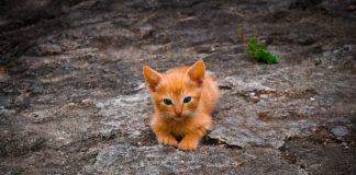 Илюстративна снимка: Пиксабей