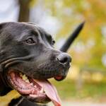 Разхождаш голямо куче без намордник – плащаш 1000 лева Илюстративна снимка: Пиксабей