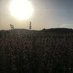 Лавандулови полета