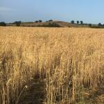 Лавандулови полета