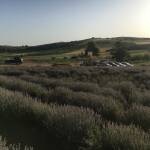 Лавандулови полета