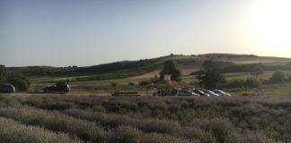 Лавандулови полета