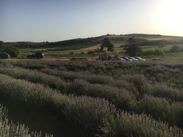 Лавандулови полета