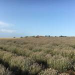 Лавандулови полета