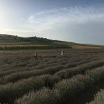 Лавандулови полета