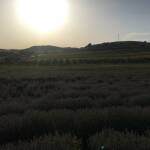 Лавандулови полета