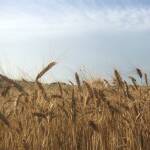 Лавандулови полета