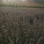 Лавандулови полета