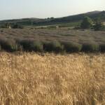 Лавандулови полета