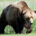 Мечка. Снимка: Wikimedia Commons