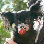 Зло куче с намордник