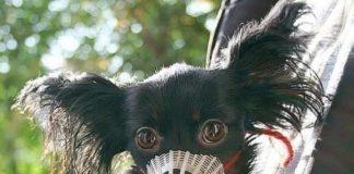 Зло куче с намордник