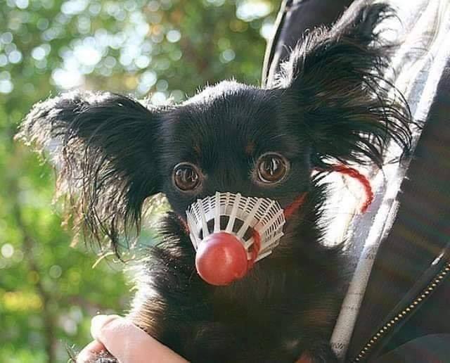 Зло куче с намордник