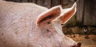 Илюстративна снимка: Пиксабей