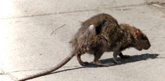 Плъх. Снимка: Уикипедия