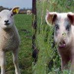 Агне и прасе