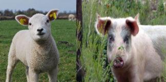 Агне и прасе