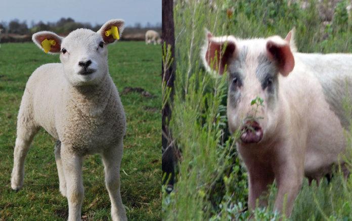 Агне и прасе