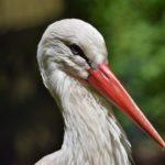 Илюстративна снимка: Пиксабей