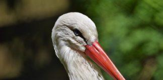 Илюстративна снимка: Пиксабей