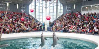 Снимка: Фейсбук, Делфинариум Варна/Dolphinarium Varna