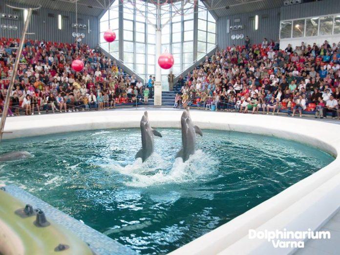 Снимка: Фейсбук, Делфинариум Варна/Dolphinarium Varna